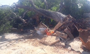 Árvore tomba e deixa avenida bloqueada em Manaus