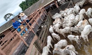 Campanha contra febre aftosa encerra nesta semana em 21 municípios do Amazonas