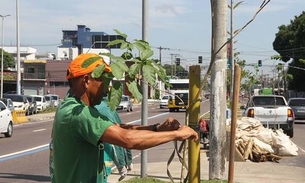 Projeto de arborização realiza plantio em avenida de Manaus