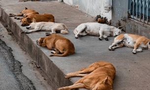 Senado deve votar projeto que proíbe sacrifício de animais de rua
