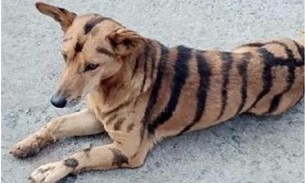 Fazendeiro transforma cão em tigre para espantar macacos de plantação