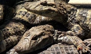 Primeiro abatedouro de jacaré é certificado no Amazonas