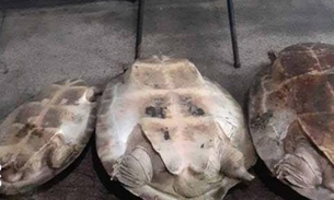 Quelônios são apreendidos em embarcação no Porto da Manaus Moderna