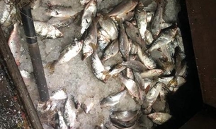 Três toneladas de pescado ilegal são apreendidas na Feira da Panair em Manaus