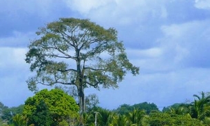 Modelo que compensa Amazonas por preservar floresta capta recursos na Europa