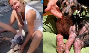 Após um mês, Giovanna Ewbank mostra evolução de cadela adotada pela família