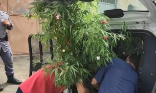Polícia apreende pé de maconha com enfeites de Natal 