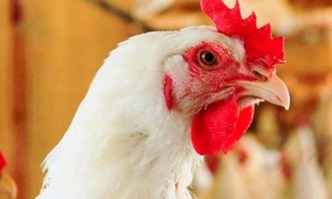 Preço do frango e do porco devem cair só em 2020, dizem frigoríficos