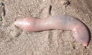 Vermes pênis invadem praia e quebram internet como assunto mais comentado
