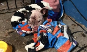 Churrasco de cachorro oferecido em rinha também era consumido por outros cães