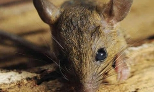 Ratos roem cabos de fibra ótica e deixam cartórios sem sistema
