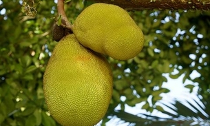 Jaca ajuda a eliminar toxinas do corpo; conheça mais benefícios