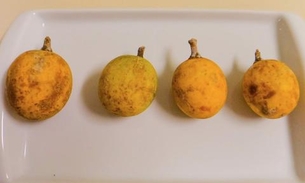 Fruto nativo da Amazônia tem três vezes mais vitamina C que a laranja; saiba qual
