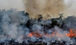 Desmatamento da Amazônia leva Nestlé e H&M a rever fornecedores