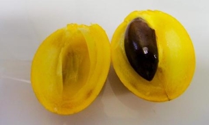 Fruto da Amazônia, caramuri é nutritivo e tem poderes medicinais, diz estudo