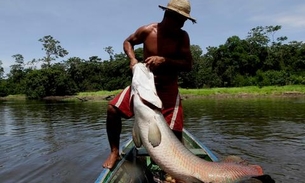 Manejo do pirarucu apresenta aumento de 29% no Amazonas 