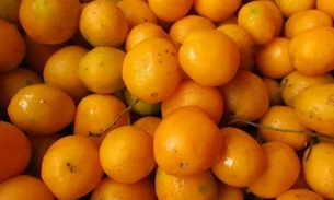 Taperebá é rica em vitamina C e reduz colesterol ruim; saiba mais