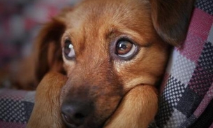 Fogos de artifício causam transtornos irreversíveis para animais, alerta Ipaam