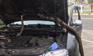 Motorista roda 650 km com jiboia em motor de carro: 'Quase tive um treco'