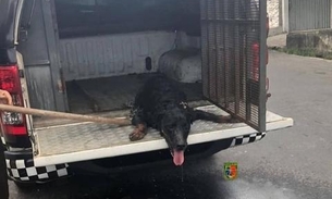 Faminto, rottweiler abandonado em casa há dois meses é resgatado em Manaus