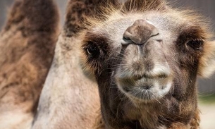 Saiba por que atiradores especiais passarão 5 dias matando 10 mil camelos 