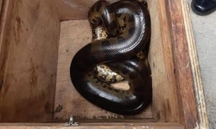 Em Manaus, cobra sucuri de quase 4 metros é capturada em via pública