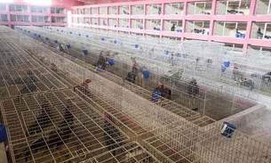 Polícia encontra mais de mil galos de rinha em galpões da zona sul de SP