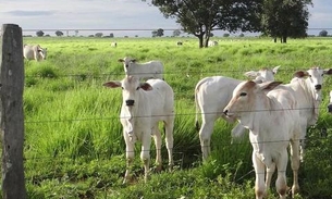 Dia de campo no interior do Amazonas lança projeto ‘Mais carne e mais leite'