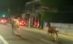 Cavalos fogem e quase são atropelados em avenida movimentada de Manaus; veja vídeo