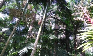 Produção de energia elétrica através de plantas é objeto de estudo no Amazonas