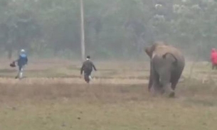 Homens são perseguidos por elefante após tentar tirar selfie com animal