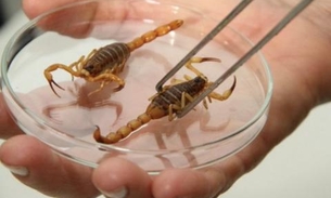Venenos de vespa e escorpião podem auxiliar tratamento de tuberculose