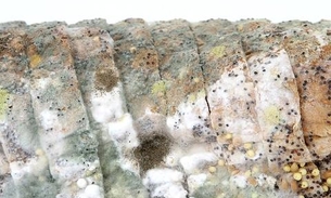 Consumo de alimento vencido pode causar intoxicação séria