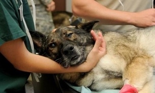 Entidades protetoras de animais poderão ter isenção de contribuição previdenciária