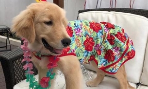 Em Manaus, Carnaval Pet terá bate papo animal e desfile com entrada gratuita