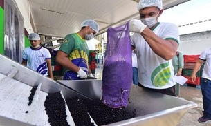 Produzido no Amazonas, açaí certificado deve ser exportado para Europa e EUA