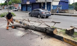 Árvores mortas são removidas para substituição em Manaus