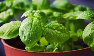 Aliado contra gripes, Manjericão é muito mais que um tempero