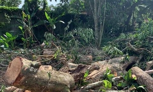 Fiscalização ambiental flagra corte de árvores sem autorização em Manaus