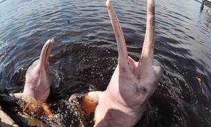 Expedição busca estimar população de botos cor-de-rosa e tucuxi no rio Amazonas