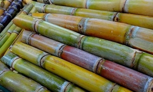 Cana-de-açúcar pode substituir petróleo na produção de plásticos