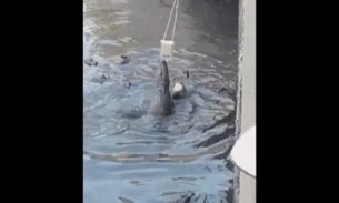 Homem tenta fazer vídeo de jacaré e animal 'rouba' celular; Veja vídeo 