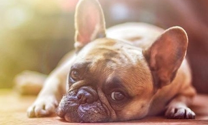 Saiba o tempo ideal para deixar os animais sozinhos em casa