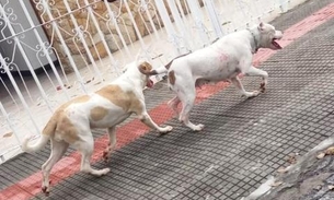 Em ataque de fúria pitbulls atacam 4 pessoas em avenida; Um foi baleado