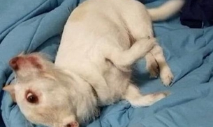 Que animal é? Foto com ilusão de ótica viraliza nas redes sociais