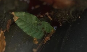 Amordaçado e morto, jovem é jogado de carro na frente de moradores em Manaus