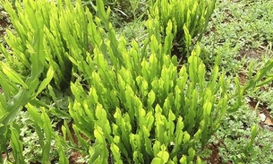 Chá de carqueja combate doenças hepáticas; conheça mais benefícios