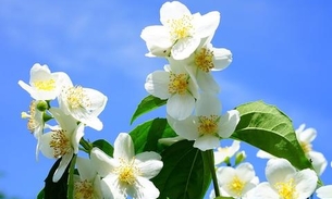 Essência de Jasmin é afrodisíaco natural; conheça benefícios