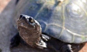 Tartaruga gigante de até 2,4 metros nadava na Amazônia há 10 milhões de anos