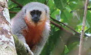 Greenpeace oferta bolsas de mestrado com até R$ 10 mil para projetos na Amazônia